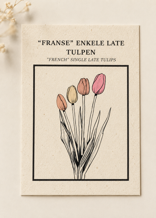 Franse Enkele Late Tulpen ansichtkaart op Tulpenbollenpapier