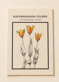 Kaufmanniana Tulpen ansichtkaart op Tulpenbollenpapier