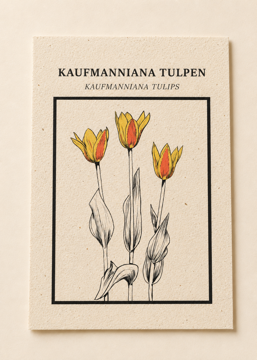 Kaufmanniana Tulpen ansichtkaart op Tulpenbollenpapier