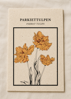 Parkiettulpen ansichtkaart op Tulpenbollenpapier